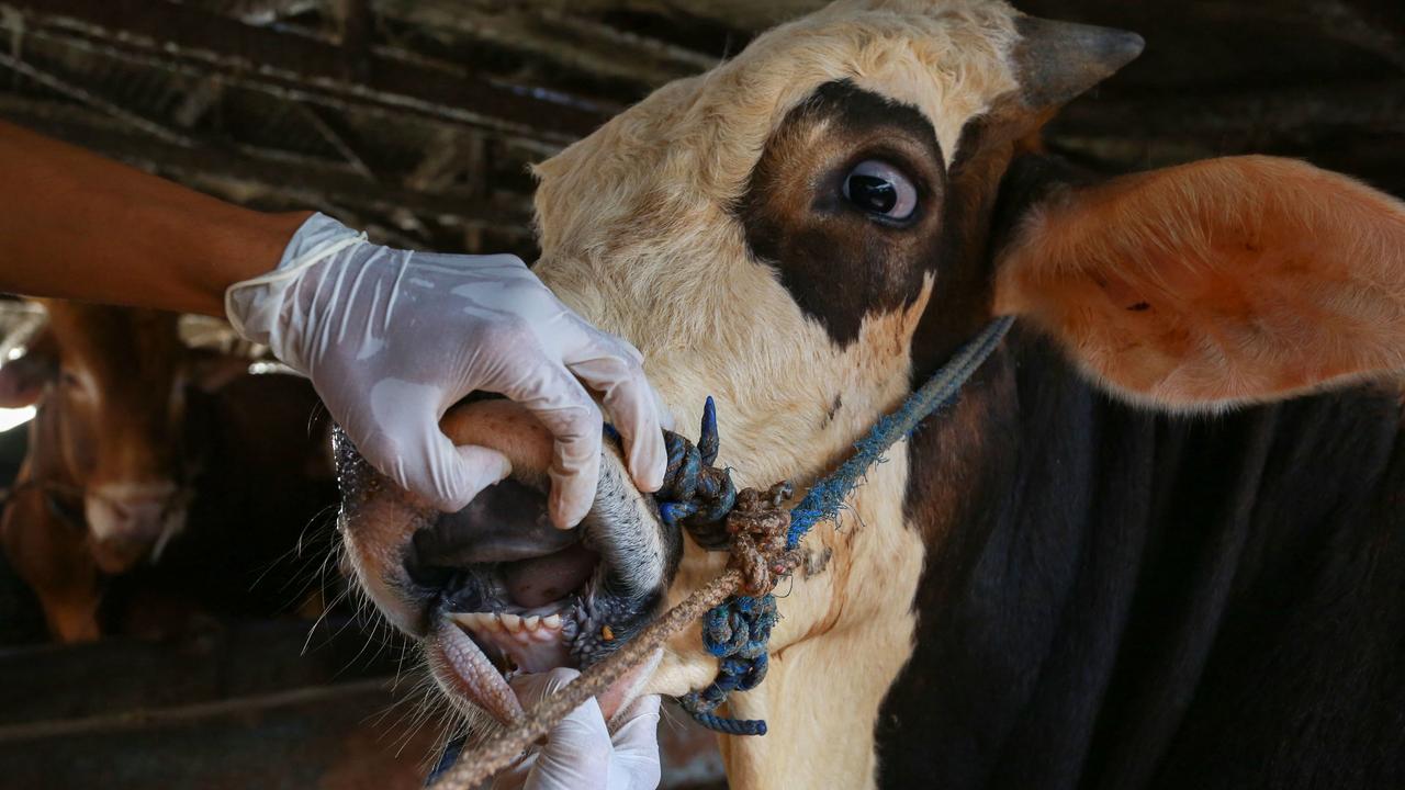 A vet inspects cattle for foot-and-mouth disease in Bandar Lampung, in Indonesia’s Lampung province. (Photo by PERDIANSYAH / AFP)