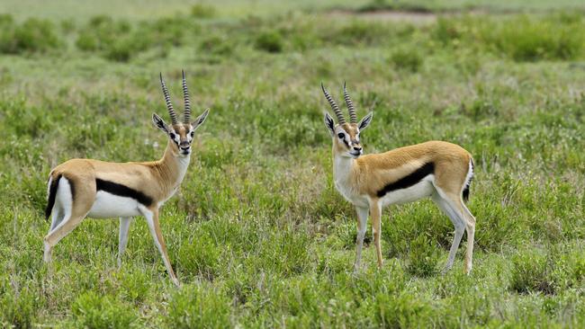 Thomson’s gazelles in Serengeti National Park. Picture: Getty Images