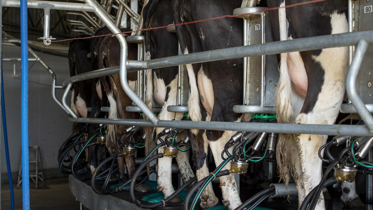 CQ dairy farmers back national fresh milk testing standard need | The ...