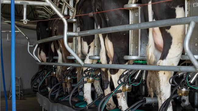 Central Queensland dairy farmers have joined calls for a national standard for testing and sampling fresh milk. Picture: ZOE PHILLIPS