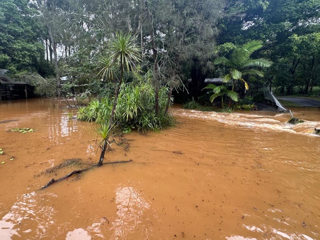 All of the animals were relocated. Picture: Byron Bay Wildlife Sanctuary