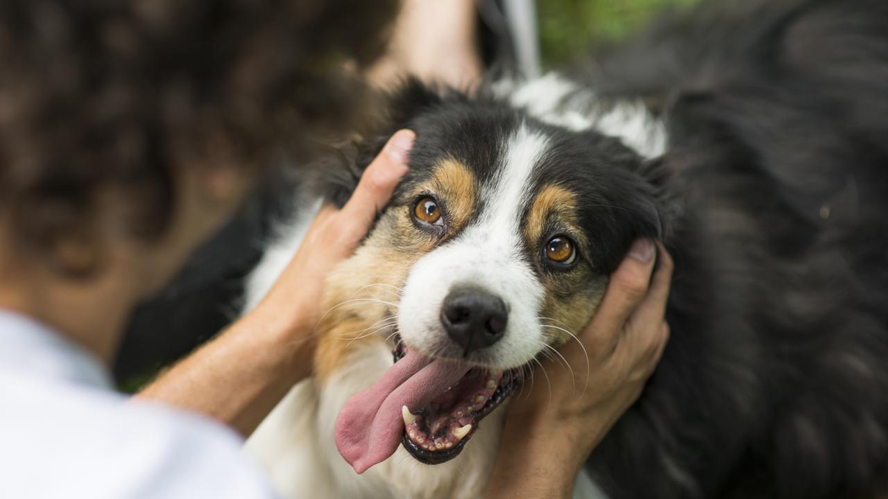 The proposed laws would make it easier to renters in NSW to apply to have a pet. Picture: iStock