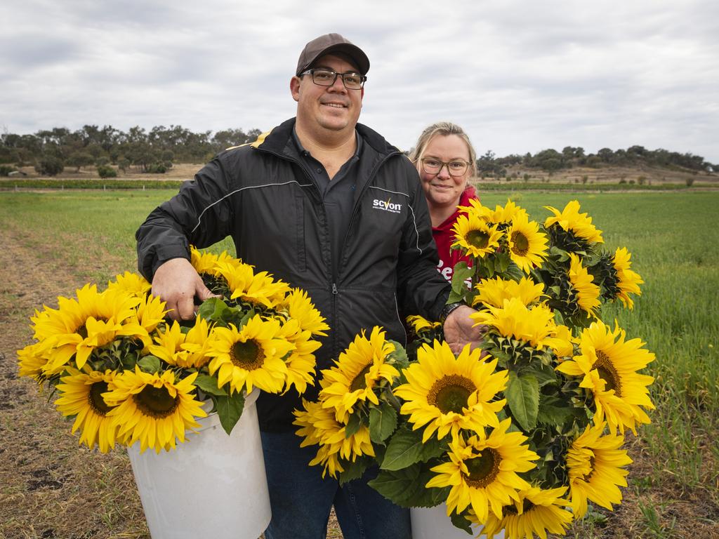 Tim and Katrina Dean collecting sunflowers to share with their elderly friends at Warraba Sunflowers, Saturday, June 22, 2024. Picture: Kevin Farmer