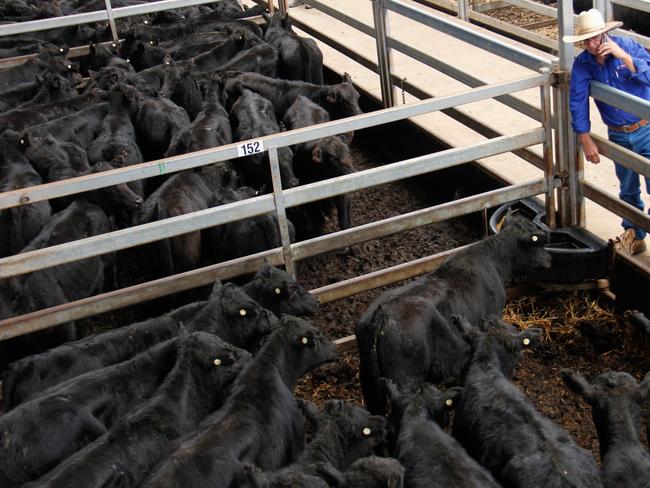 Corcoran Parker Wodonga agent Robbie Cameron looks over the main run of Fairfield Park calves at Wodonga cattle sale last week. April 10 2020