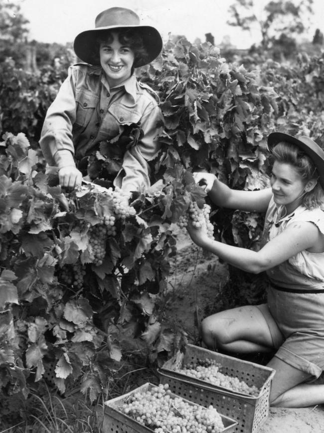 Australian Women's Land Army girls grape picking in February 1945. The female workforce worked in farms across the nation.