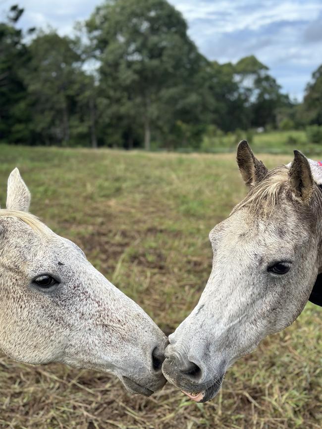 The old buddies, Jessie, left, and Tassie.