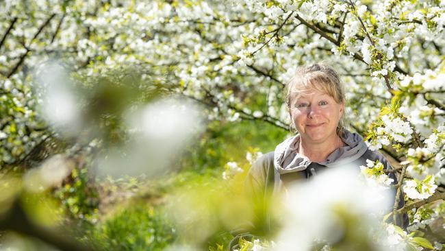 Rachael Harrison in the blossoms at Lanidale Cherry Orchard. Picture: Zoe Phillips