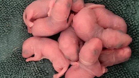 Gross sight in Brisbane woman’s underwear drawer.