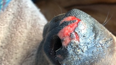 The puppy’s damaged nose.