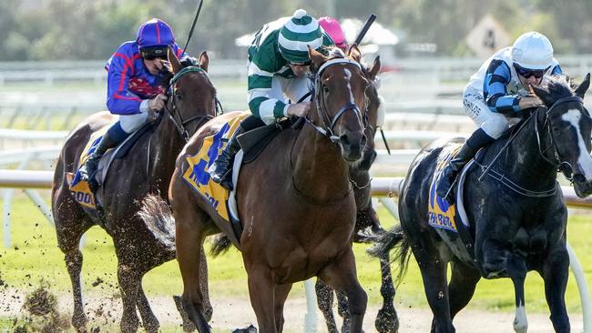 Ti Tree Lad has a great chance to return to winning ways in the last race at Terang on Thursday. Picture: Racing Photos via Getty Images