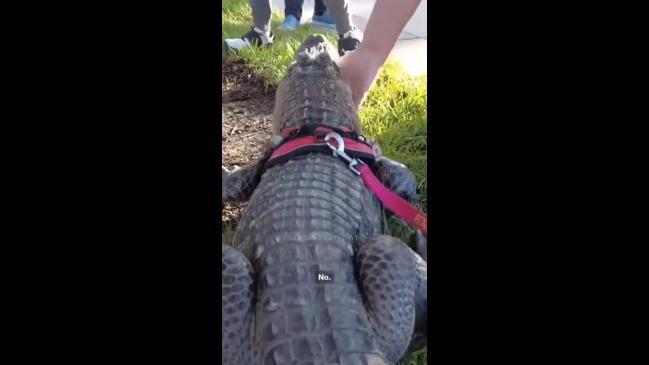 "Emotional support alligator" denied entry to baseball match