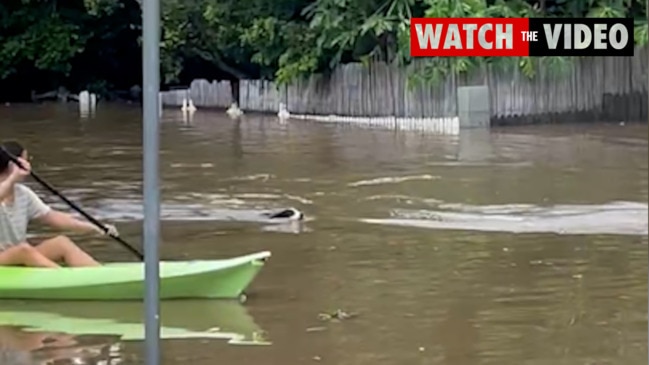 West End dog swims to dry land