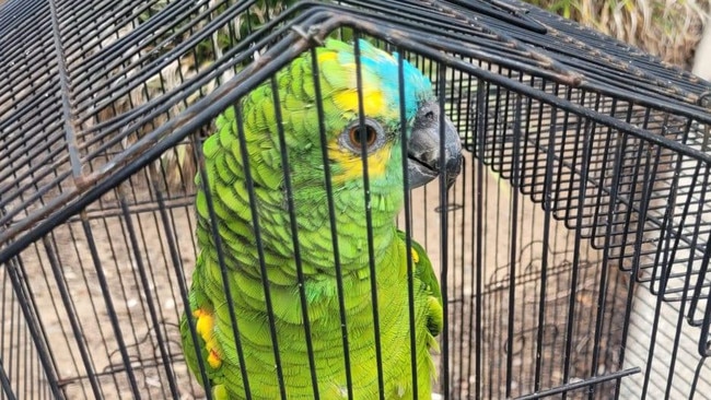 "Skittles", a turquoise-fronted amazon, safely found by firefighters. Picture: Fire and Rescue NSW