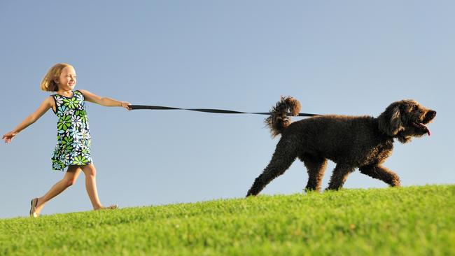 Dogs have come out on top during COVID-19. Picture: iStock