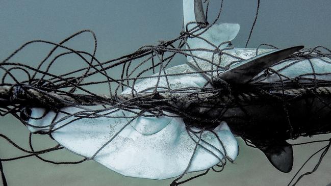 A scalloped hammerhead sharks caught in the shark net off Palm Beach. Picture: Supplied