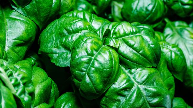 Eat Street Market's Modular Farm grows nearly 2 tonne of basil and 50 thousand heads of lettuce.