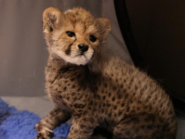The veterinary and zookeeping teams at Taronga Western Plains Zoo Dubbo are currently hand-rearing a Cheetah cub delivered via c-section. Picture: Taronga Western Plains Zoo,
