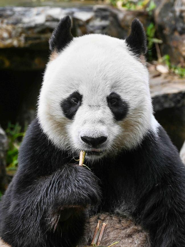 Wang Wang at Adelaide Zoo. Picture: Brenton Edwards