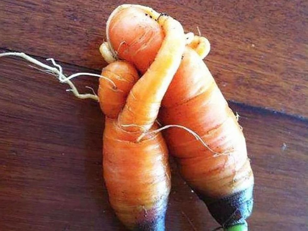 Lovely carrot friends. Picture: Splitpics.uk