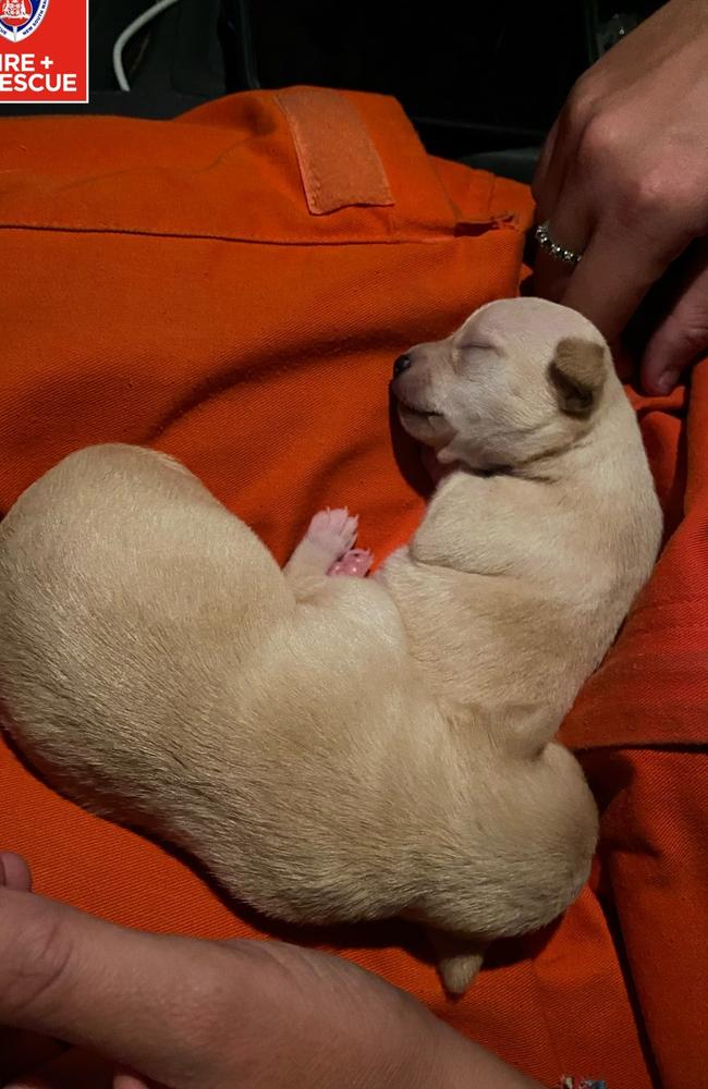 Puppies saved in Casino floodwaters on March 03,2022. Picture: Fire and Rescue NSW