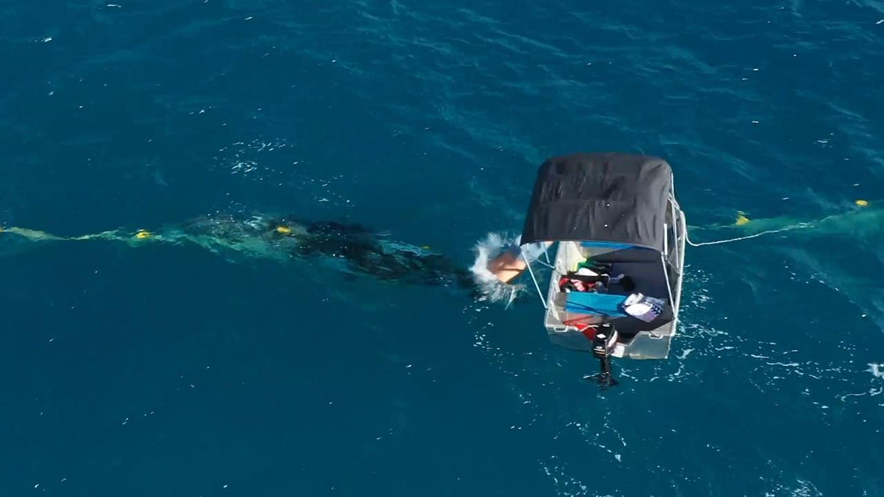 The man known as Django diving into the Ocean to rescue a Whale Calf after it was caught in Shark nets off Burleigh Heads Beach. Photos: Envoy Cull