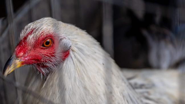 The confirmed case at a second Sydney egg farm will lead to the culling of 87,000 birds over the next week. Picture: Brandon Bell/ Getty Images via AFP