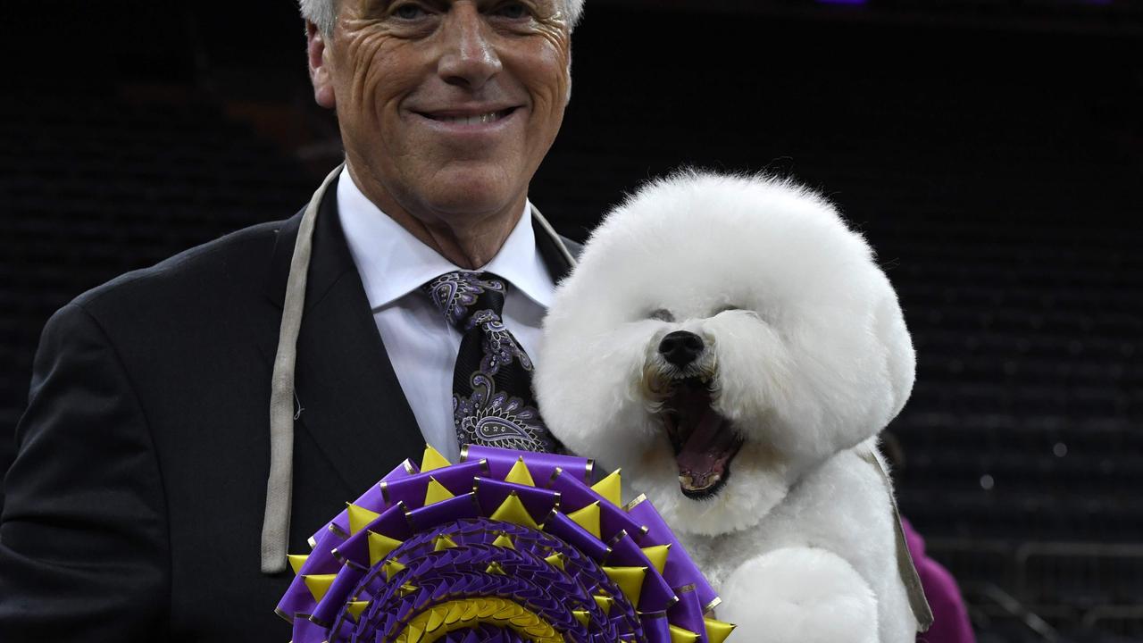 Handler Bill McFadden pictured with winning dog Flynn the Bichon Frise in 2018. Picture: Timothy A. Clary/AFP