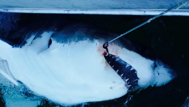 A 3m female white shark that was caught on a smart drum line at Ballina this year.