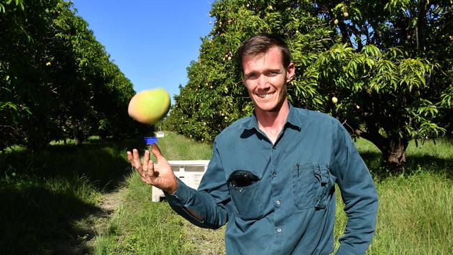 Picking and sorting mangos at Deane Farms at Horseshoe Lagoon. Daniel Le Feure from Deane Farms. Picture: Evan Morgan