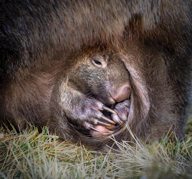 Peekaboo. “I was lucky enough to encounter this mum that was waddling and dragging her large pouch across the grassy terrain. I could see why she seemed to be struggling – this baby wasn’t ready to leave home and looked snug, with a perfect and safe view of the world from Mum’s pouch”. Picture: Deb Sulzberger/Australian Geographic