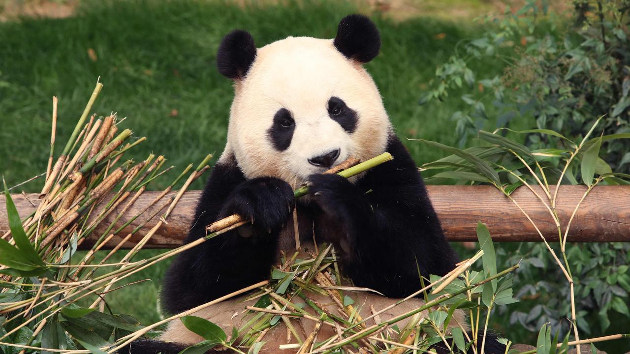 Fu Bao was the first giant panda to be born in South Korea. Picture: Chung Sung-Jun/POOL/AFP