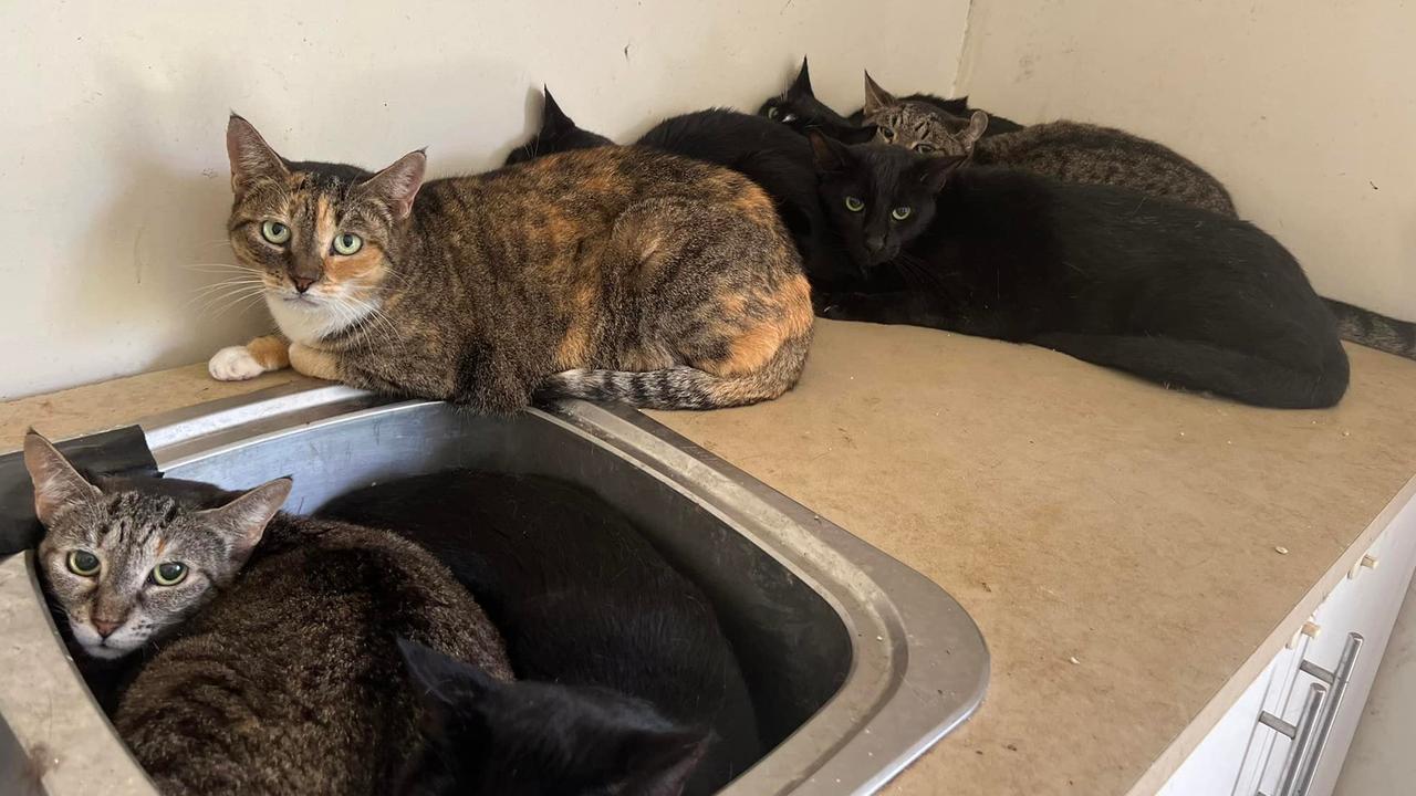 A group of Townsville volunteers found 45 cats living in a house after their owner passed away this week.
