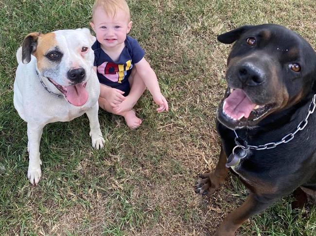 Family horrified to find dogs poisoned in their own backyard