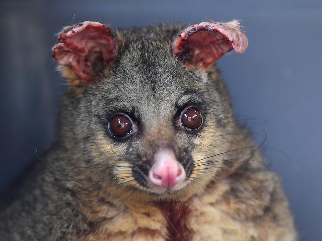 A brushtail possum whose ears and legs have been burnt from recent bushfires sits in a cage before being transported to a wildlife hospital in Batemans Bay, South of Sydney. Picture: AAP