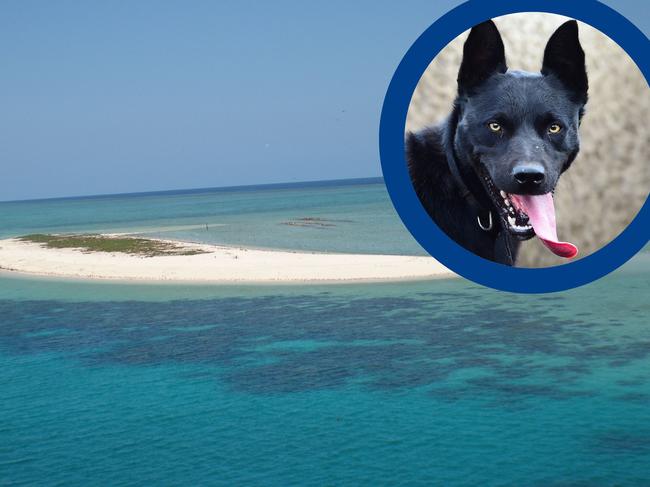 Cairns couple fined for taking dog to GBR island