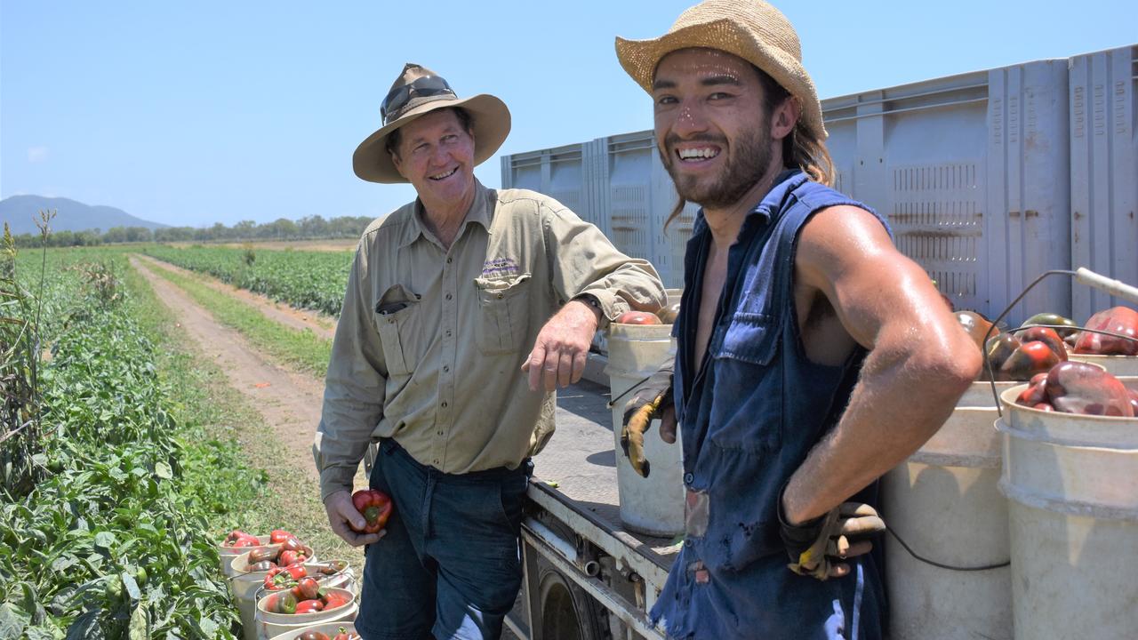 Bowen Gumlu Growers Association president Carl Walker and packer Kieren Field harvesting capsicums at Walker Farms on Tuesday, October 12, 2021. Picture: Kirra Grimes