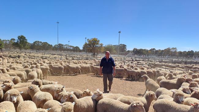 Agent Graeme Summerhayes, Elders Rainbow, bought 1100 crossbred store lambs at Bendigo on Monday this week for clients in the Mallee.