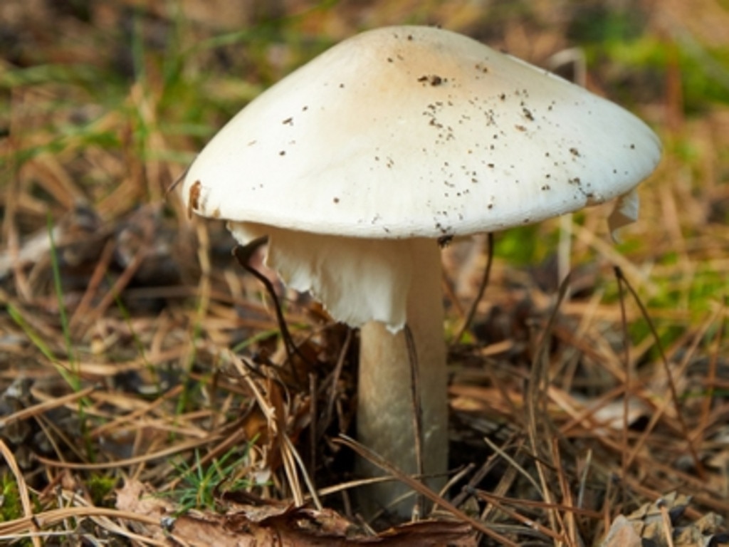 The extremely toxic death cap mushroom.