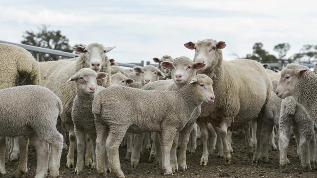 Breeding for fat and growth alongside wool is the way forward for some breeders. Picture: Dannika Bonser