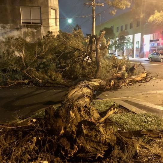 A fallen eucalypt tree in Bondi Junction. Picture: Supplied