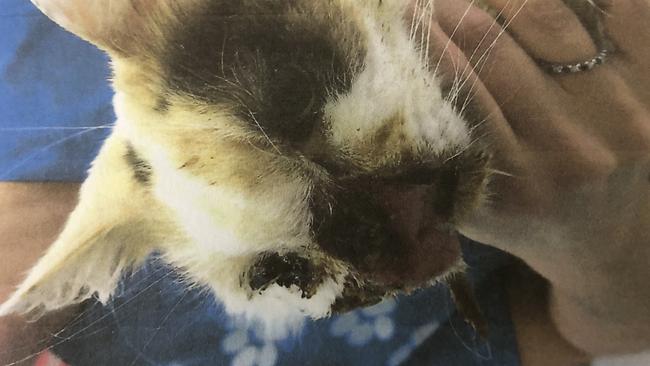 Persian-cross cat Honey had a severe and painful facial condition, which the owner left untreated for three months.