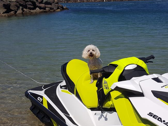 SPARKY: Sparky just loves getting out on the water to feel the wind in his ears and sea spray in his face.
