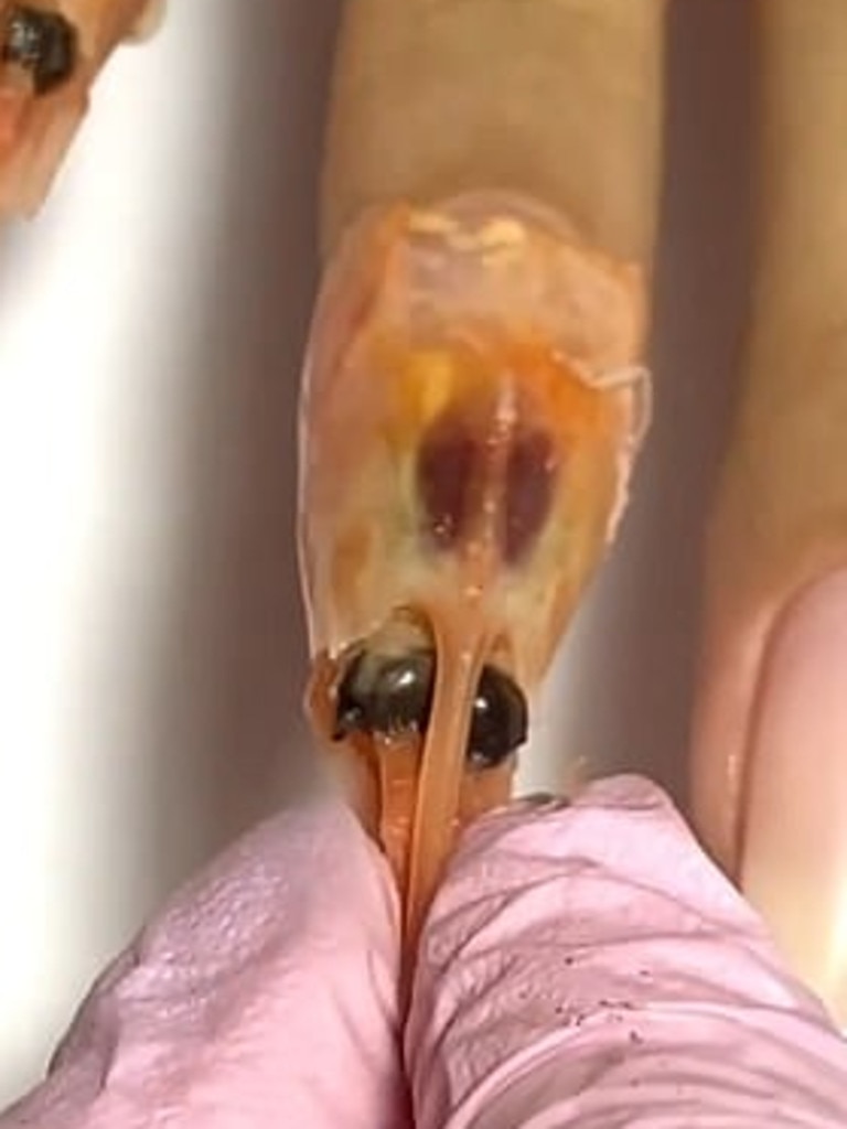 Their latest look saw technicians use prawn heads pushed over the finger tip. Picture: Supplied