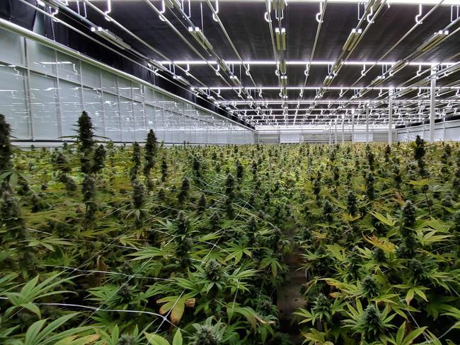 The Green Organic Dutchman's crops of organic cannabis cultivated and, manufactured for medicinal products, including oil, in Canada and due for, supply in Australia and new Zealand from from a multi-million medicinal, cannabis precinct being built by the LeafCann Group in Adelaide's southern, suburbs, - a supplier of medicinal cannabis