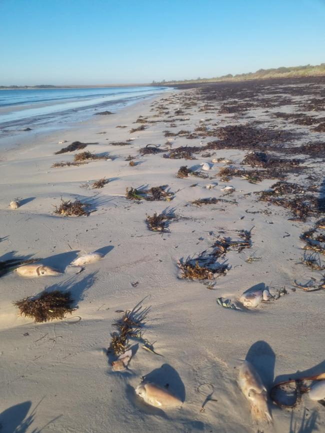 Thousands of dead cuttlefish washed up on Tumby Bay at the weekend. Picture: Samuel Kensworthy