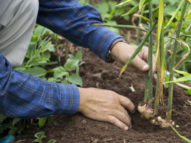 EMBARGO FOR TWAM 13 FEB 2021 FEE APPLIESGinger roots or Zingiber Officinale Rizoma harvested from organic fieldPic : Getty Images