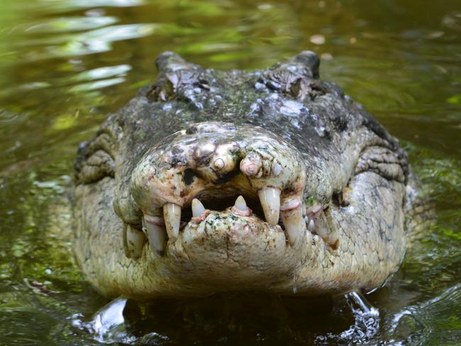 A salt water crocodile, also called a saltie or estuarine crocodile, shows its teeth in Queensland, Australia. Picture: iStock.