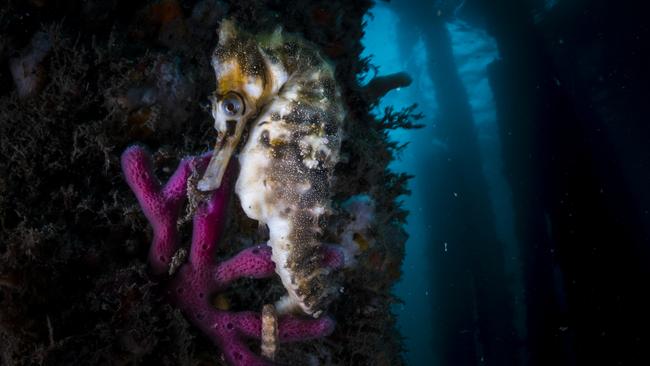 Beautiful: a White’s Seahorse under the jetty at Clifton Gardens in Sydney Harbour. Photo: Matty Smith