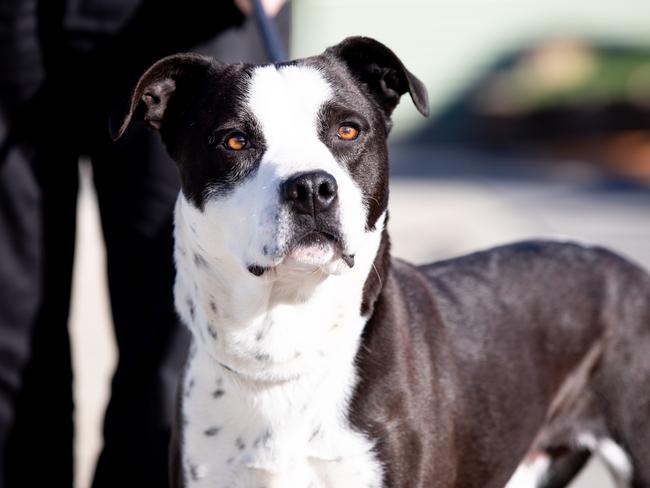 The DogÃs home of Tasmania are in need of extra food during the winter, Sooty is one of the dogs in the Risdon Vale centre in need of a home. Picture: Linda Higginson