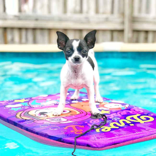 Surf’s up for Cupcake! Picture: Dale